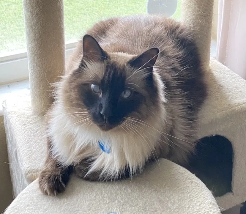 Lost cat in Orlando, FL, 32837