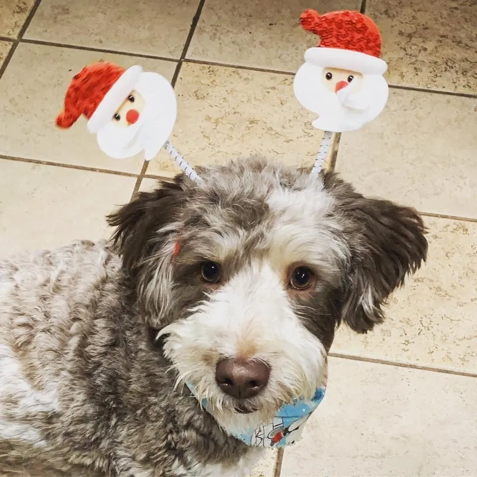 Lost dog in North Royalton, OH, 44133