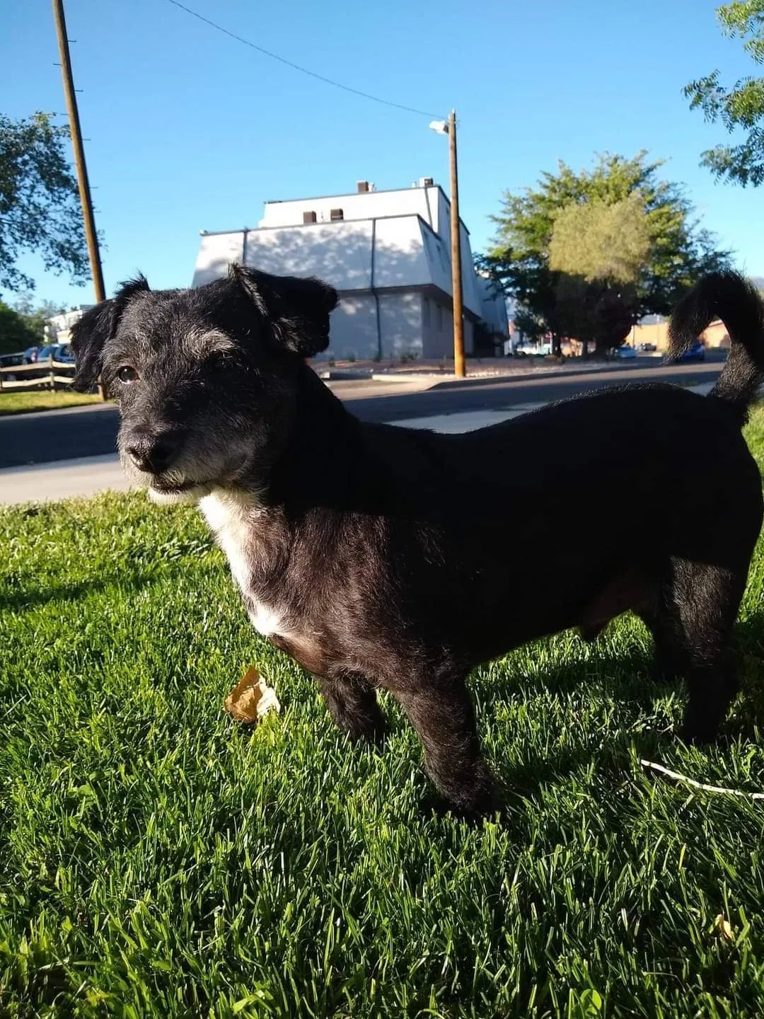 Lost dog in Albuquerque, NM, 87112