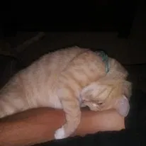 Lost cat in Graham, NC, 27253