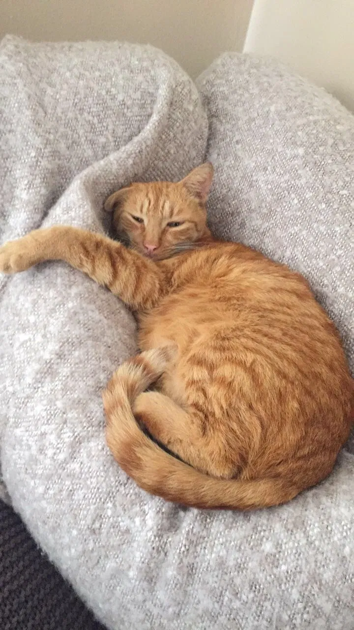 Lost cat in Tampa, FL, 33612
