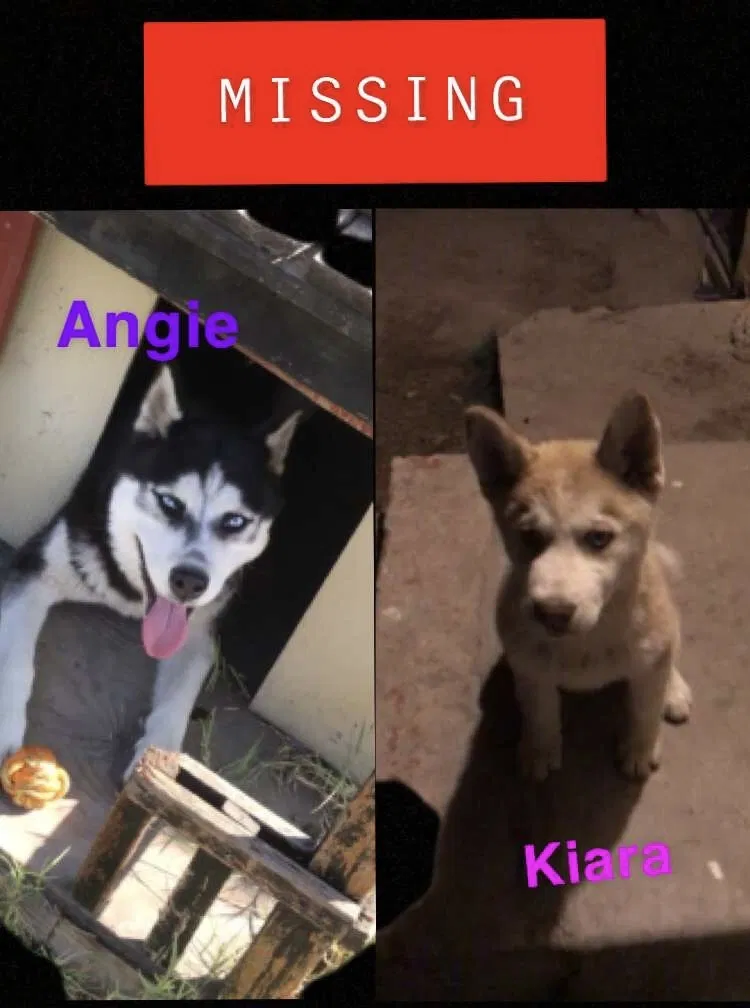Lost dog in Corcoran, CA, 93212