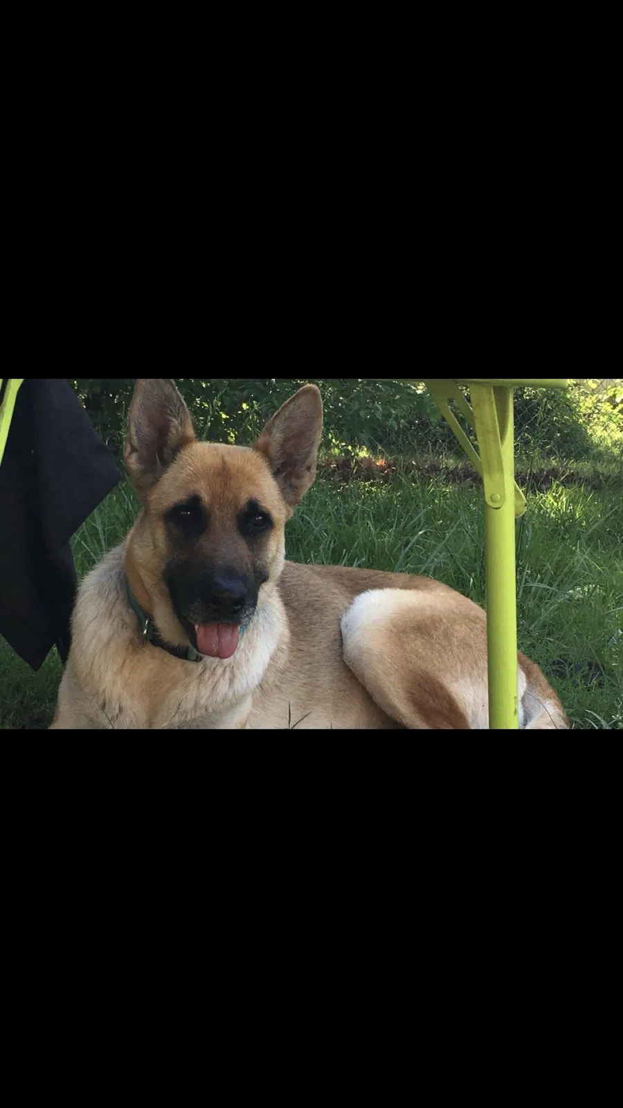 Lost dog in Checotah, OK, 74426