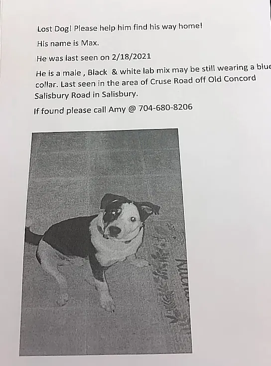 Lost dog in Salisbury, NC, 28146