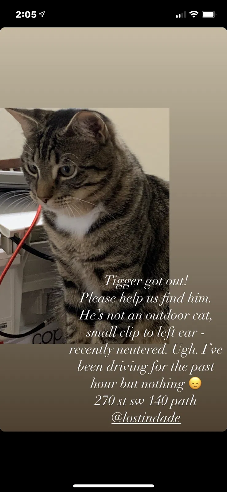Lost cat in Homestead, FL, 33032