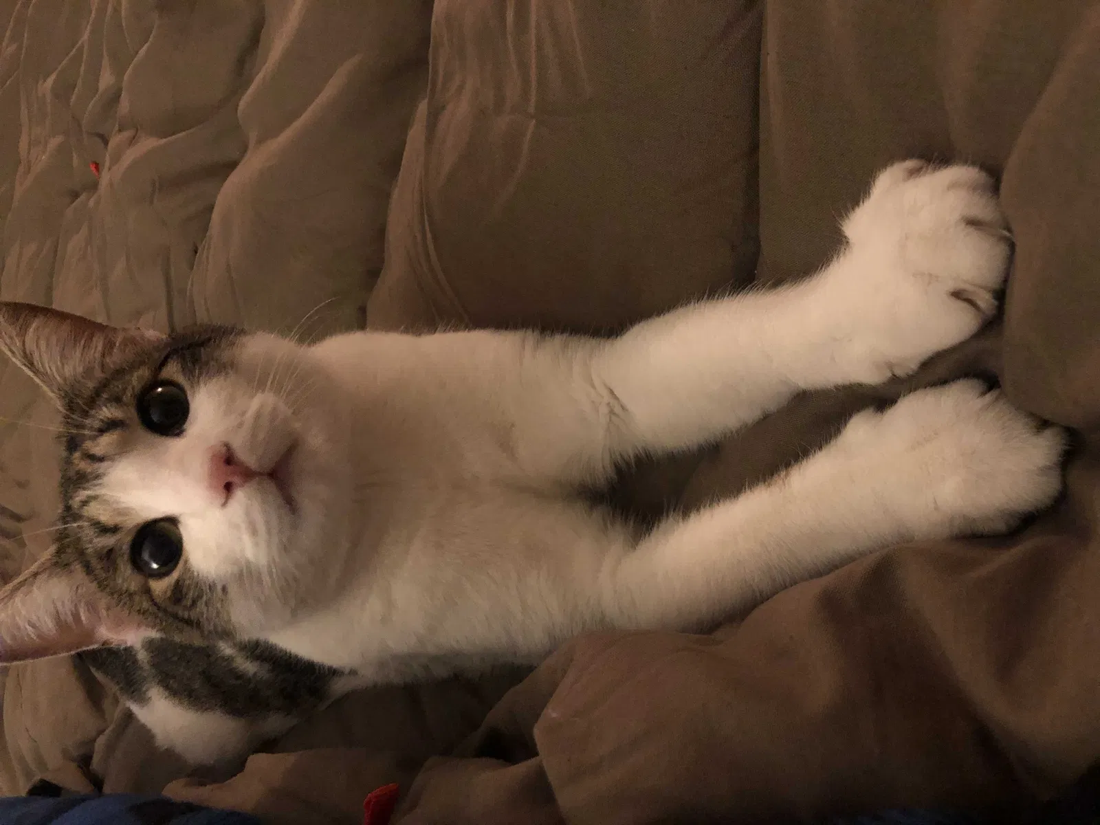 Lost cat in Portland, OR, 97224