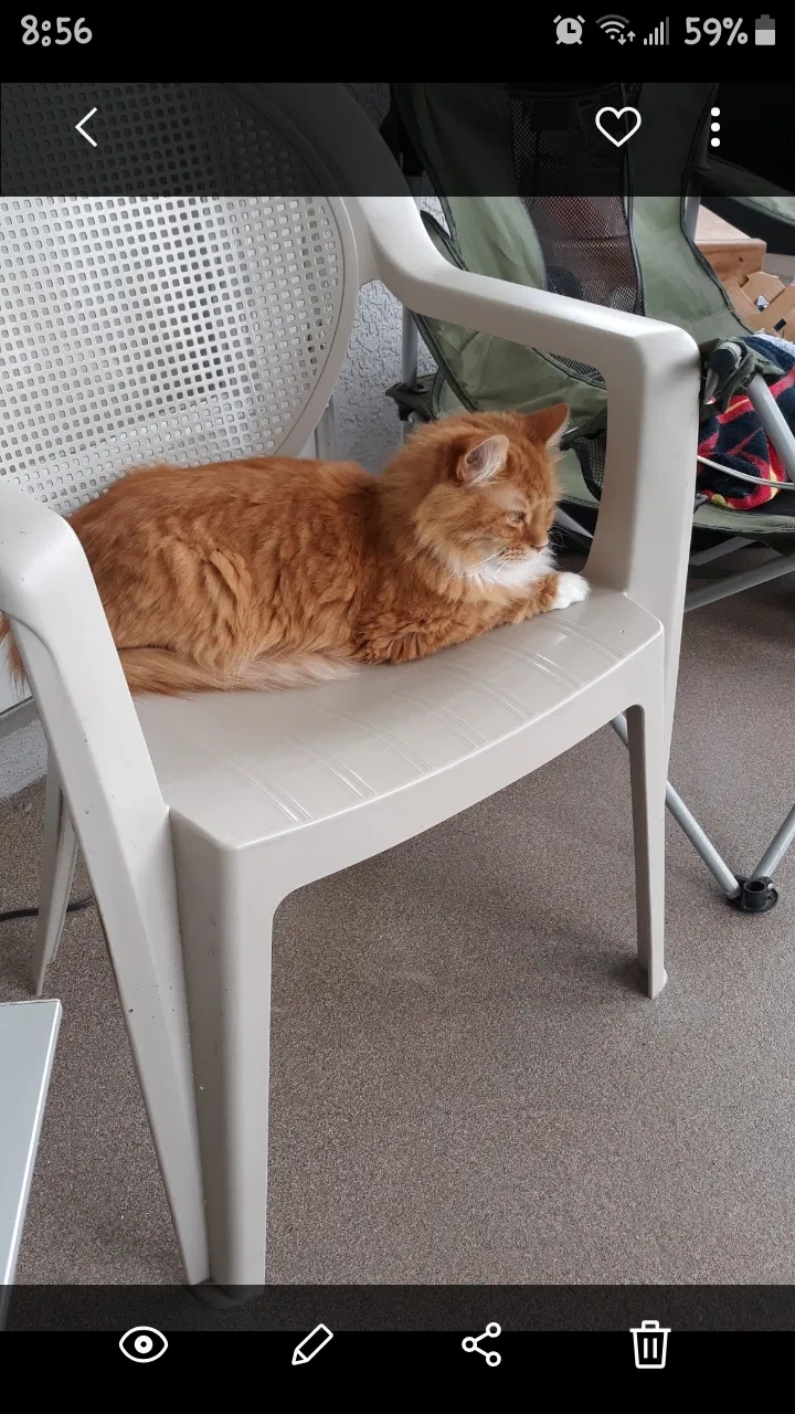Lost cat in Palm Bay, FL, 32907