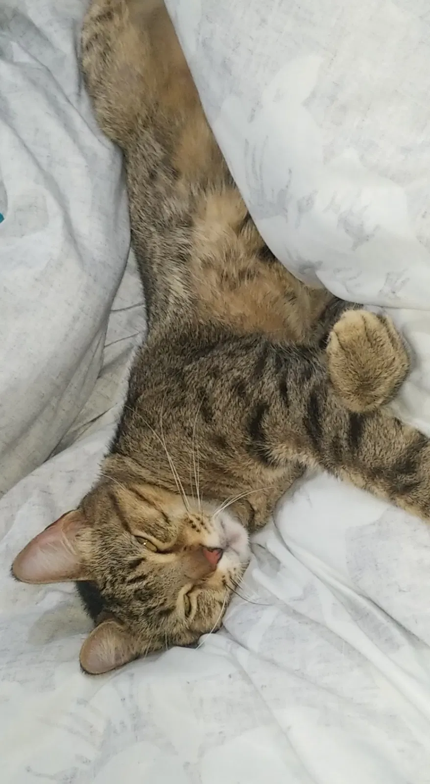 Lost cat in Corpus Christi, TX, 78413