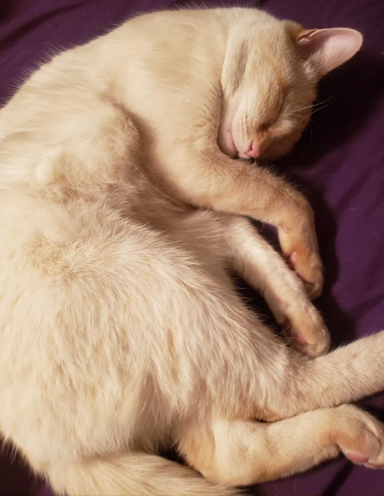 Lost cat in Riverside, CA, 92506