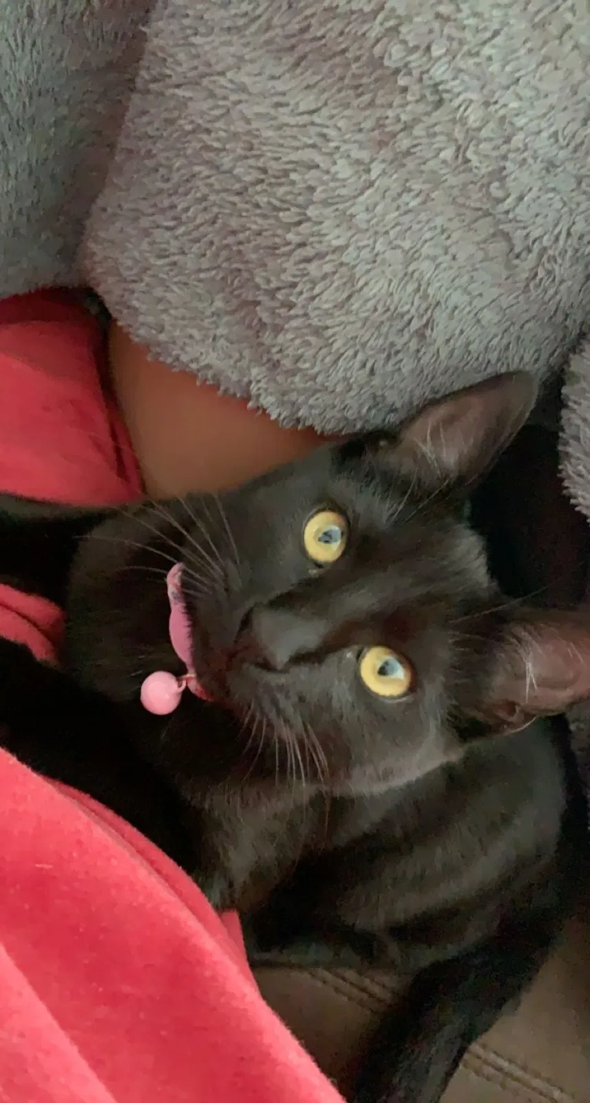 Lost cat in Sebastian, FL, 32958
