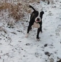 Lost dog in Mooresville, IN, 46158