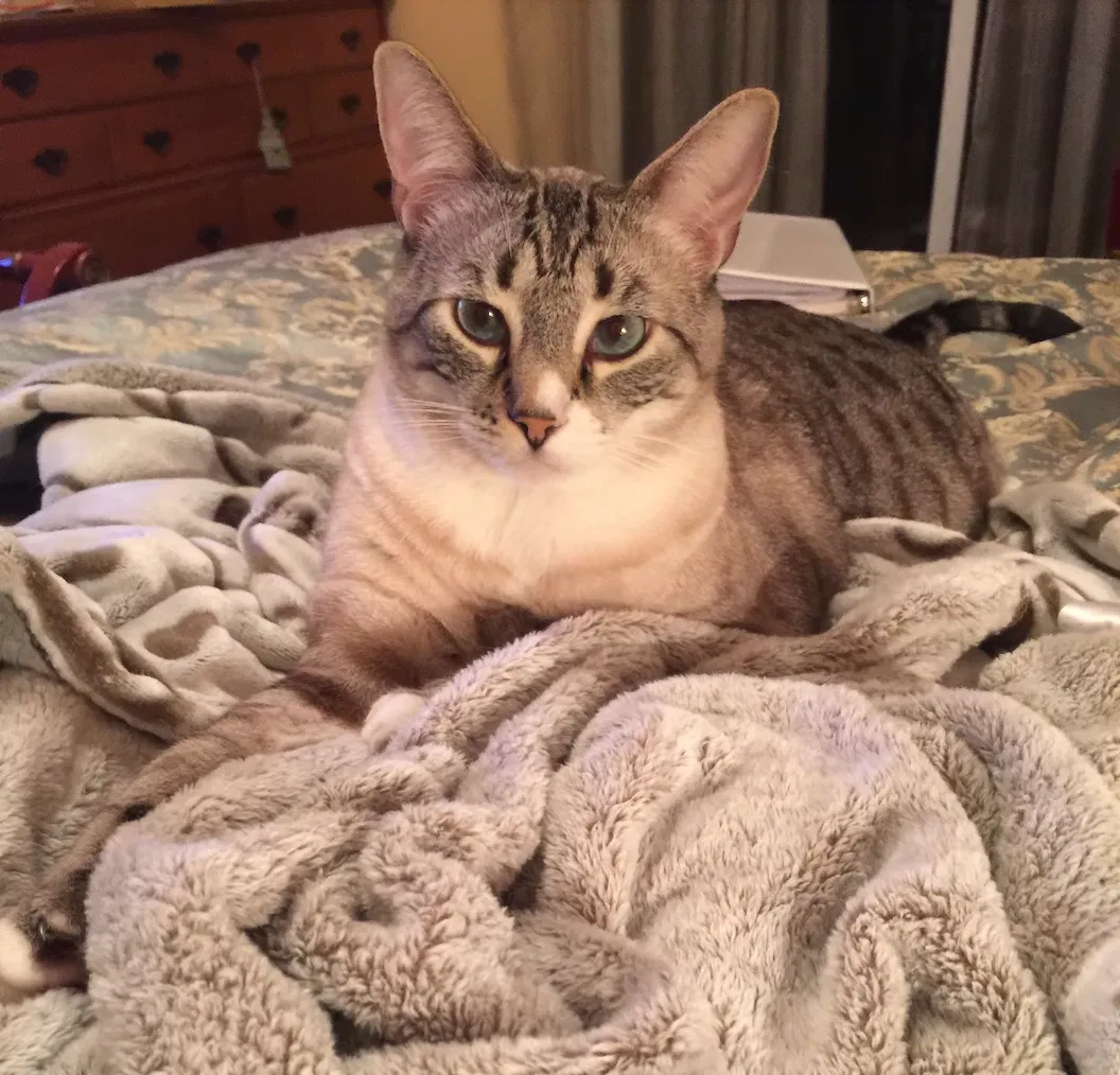 Lost cat in Woodland Hills, CA, 91364