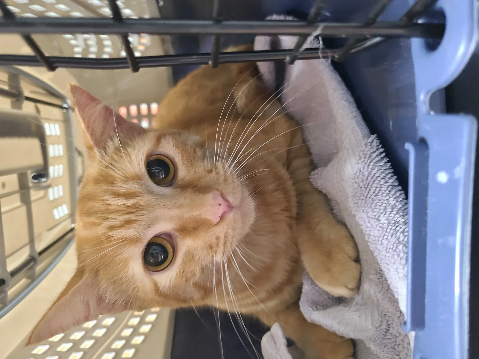 Lost cat in Lake Placid, FL, 33852