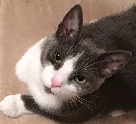 Lost cat in Port Orange, FL, 32127