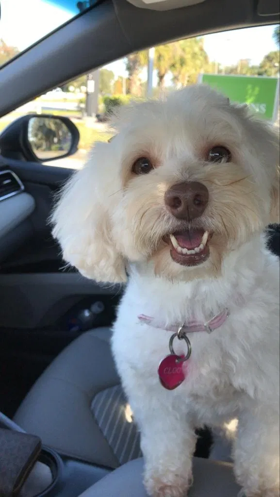 Lost dog in Kissimmee, FL, 34746