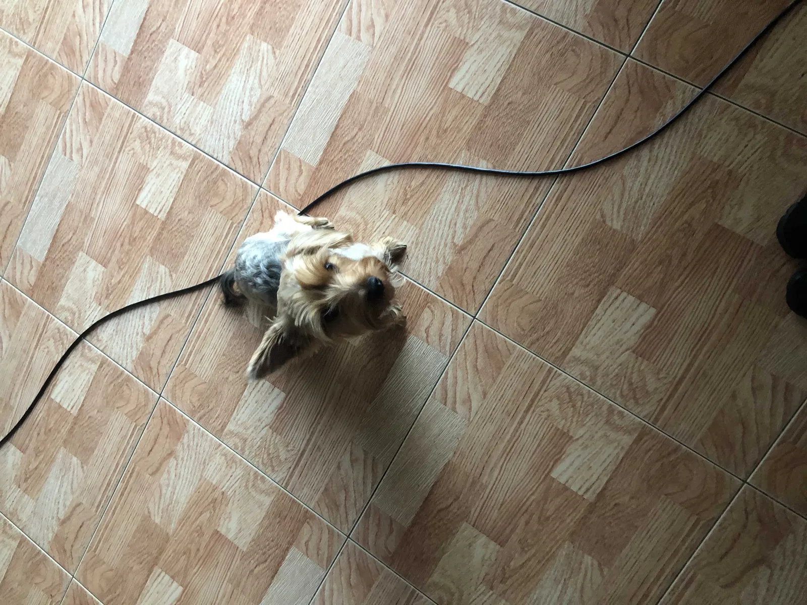 Lost dog in Port Saint Lucie, FL, 34986