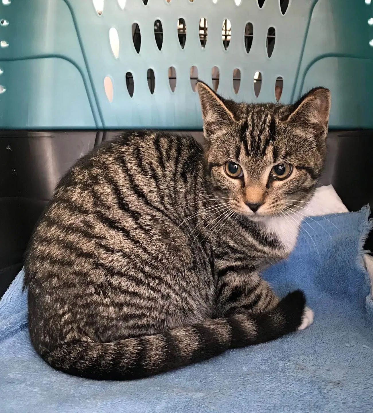 Lost cat in Wilmington, NC, 28405