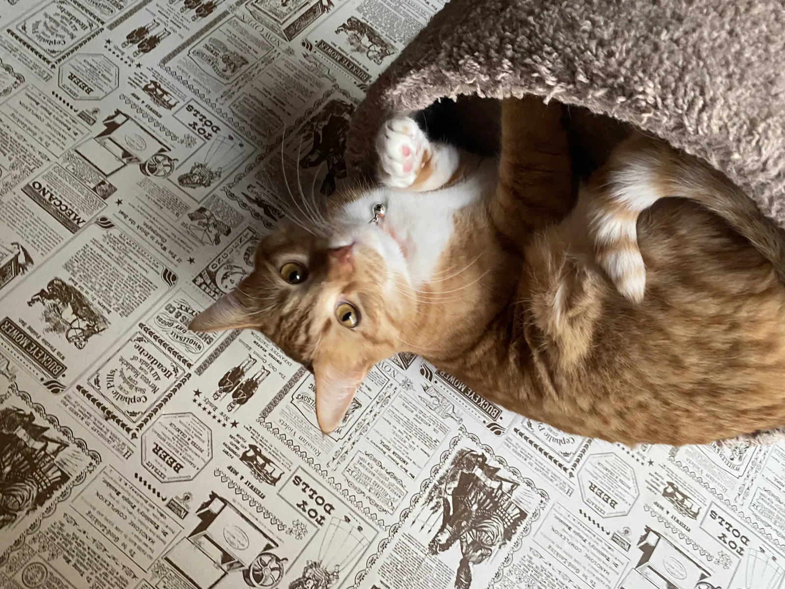 Lost cat in Perris, CA, 92570