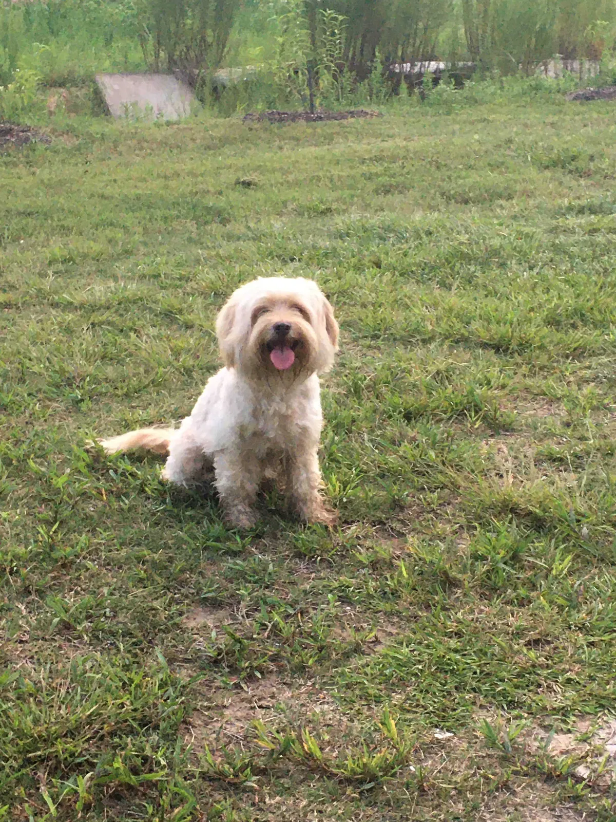 Lost dog in New Caney, TX, 77357
