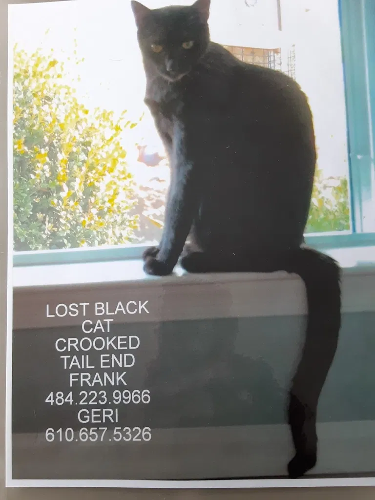 Lost cat in Souderton, PA, 18964