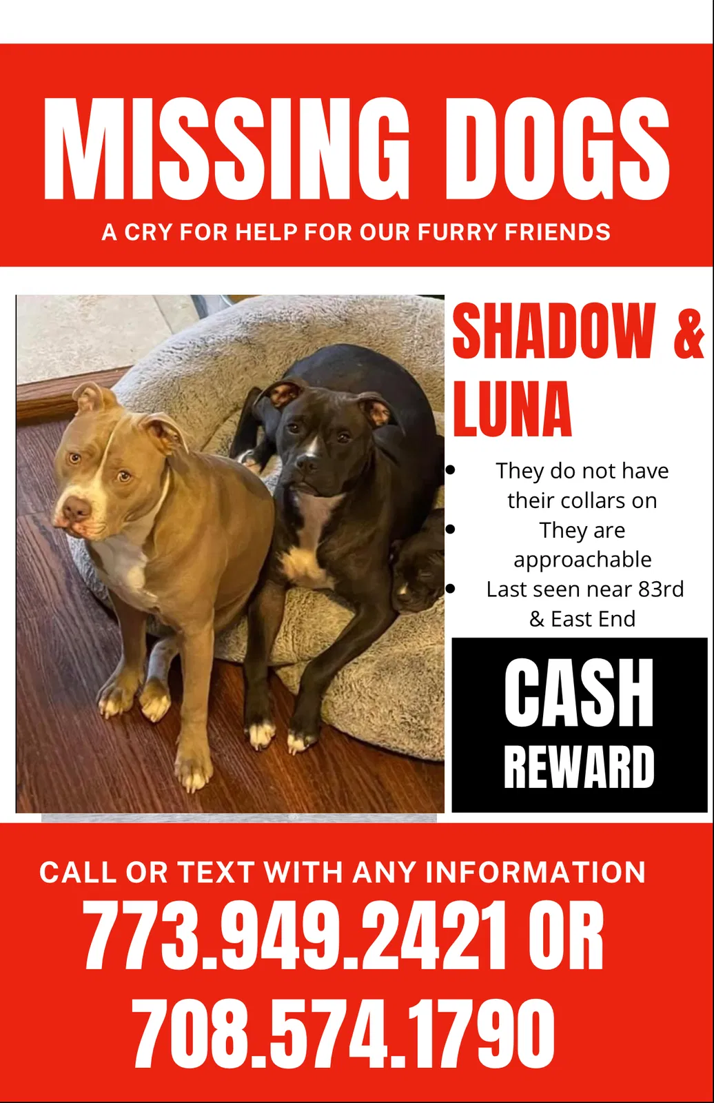 Lost dog in Chicago, IL, 60617