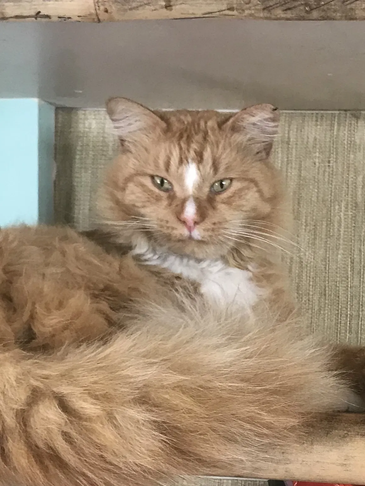 Lost cat in La Jolla, CA, 92037