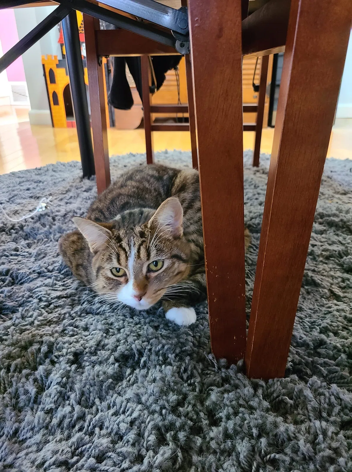 Lost cat in Pittsburgh, PA, 15205
