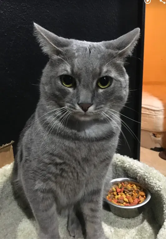 Lost cat in Desert Hot Springs, CA, 92240