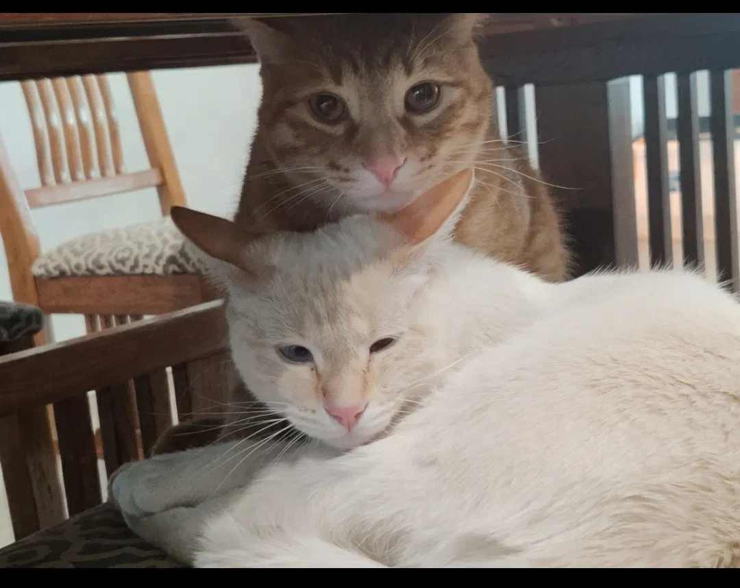 Lost cat in Apple Valley, CA, 92308