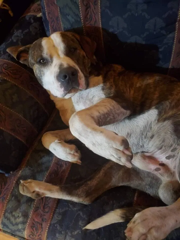 Lost dog in Camden, AR, 71701