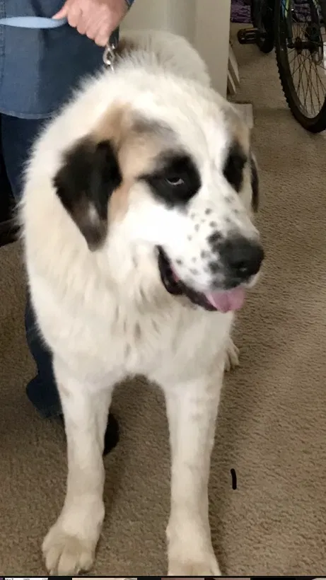 Lost dog in Perris, CA, 92570