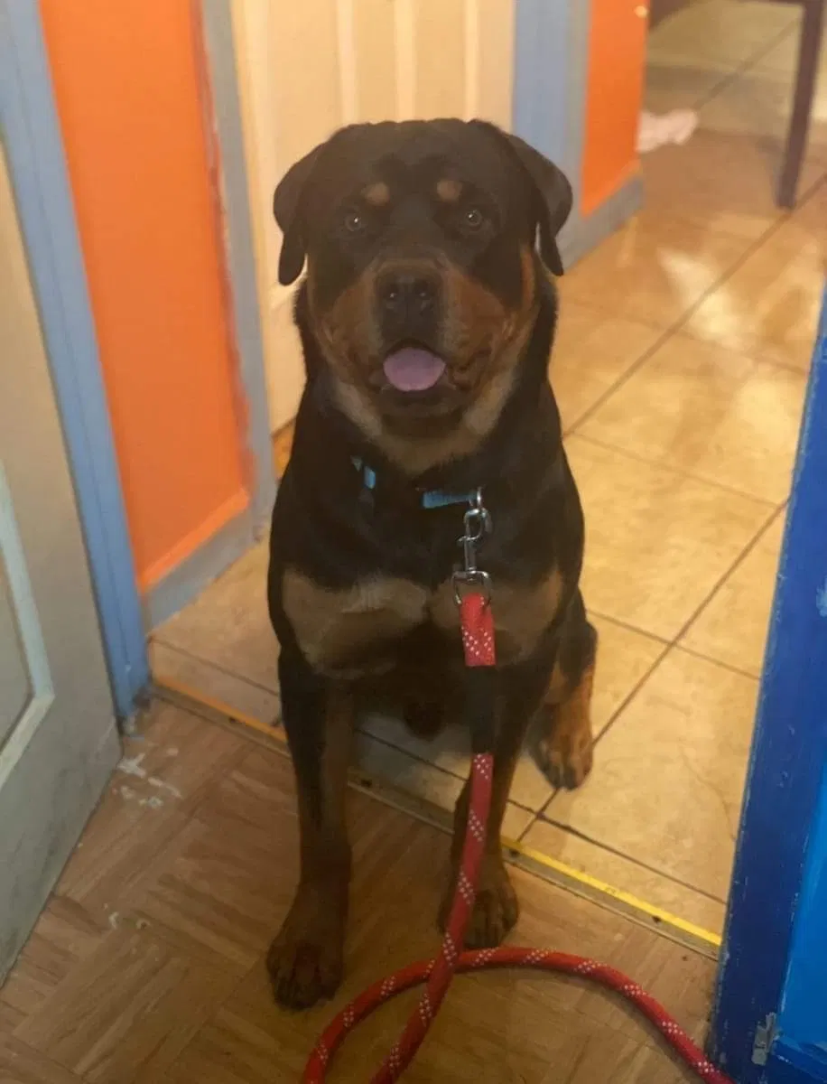 Lost dog in Sacramento, CA, 95828