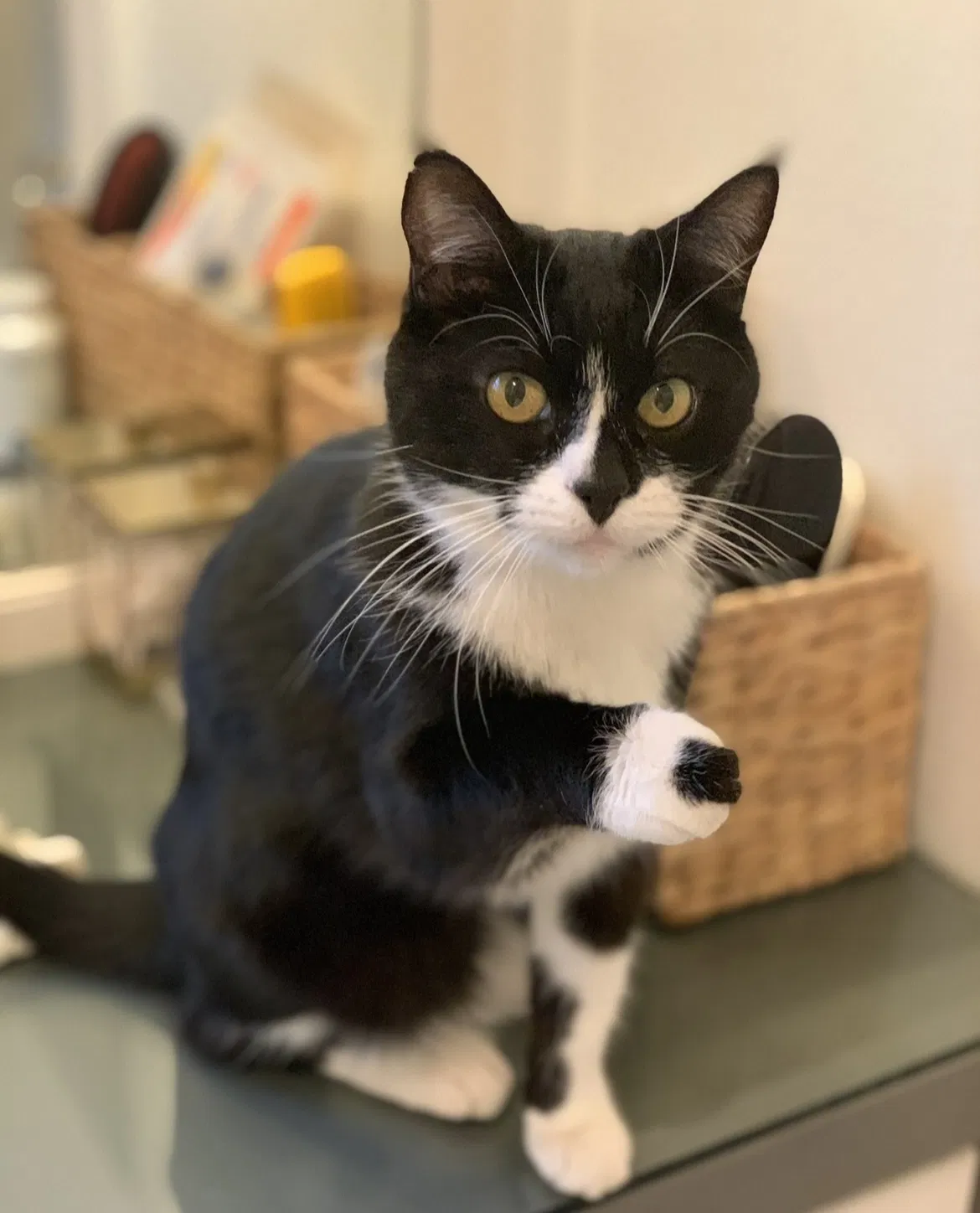 Lost cat in Glendale, CA, 91208