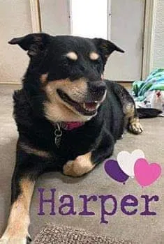 Lost dog in Phoenix, AZ, 85022