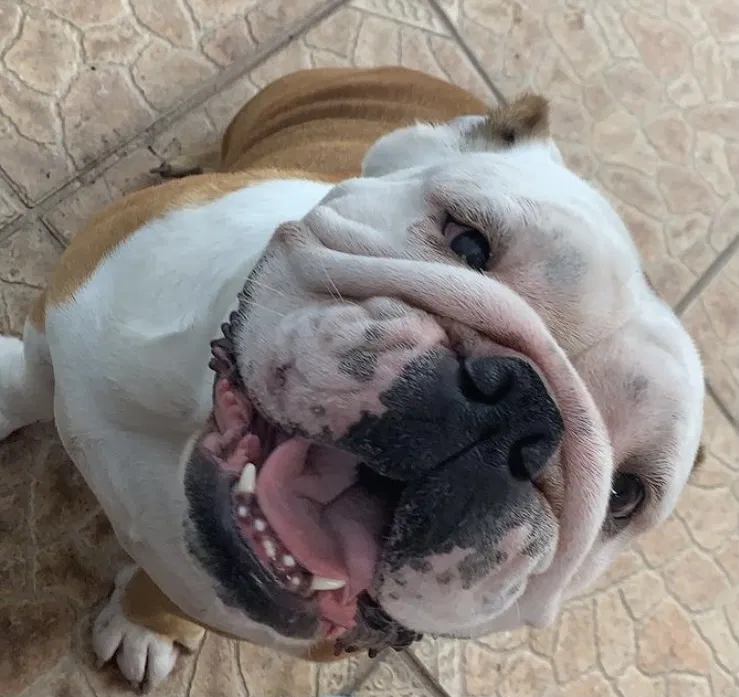 Lost dog in Miami, FL, 33157
