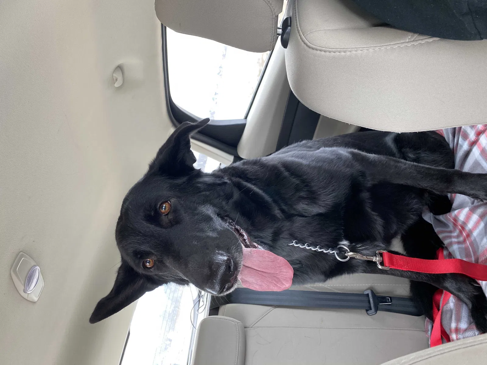 Lost dog in Gresham, WI, 54128