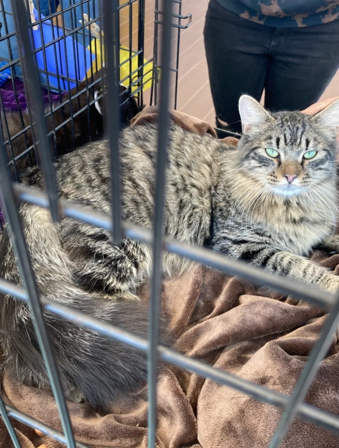 Lost cat in Pensacola, FL, 32514