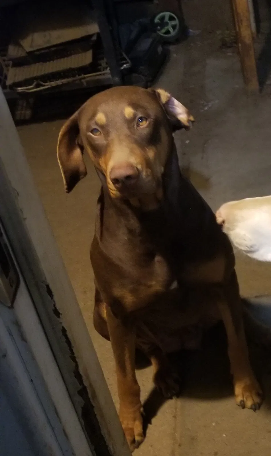 Lost dog in Greenfield, CA, 93927