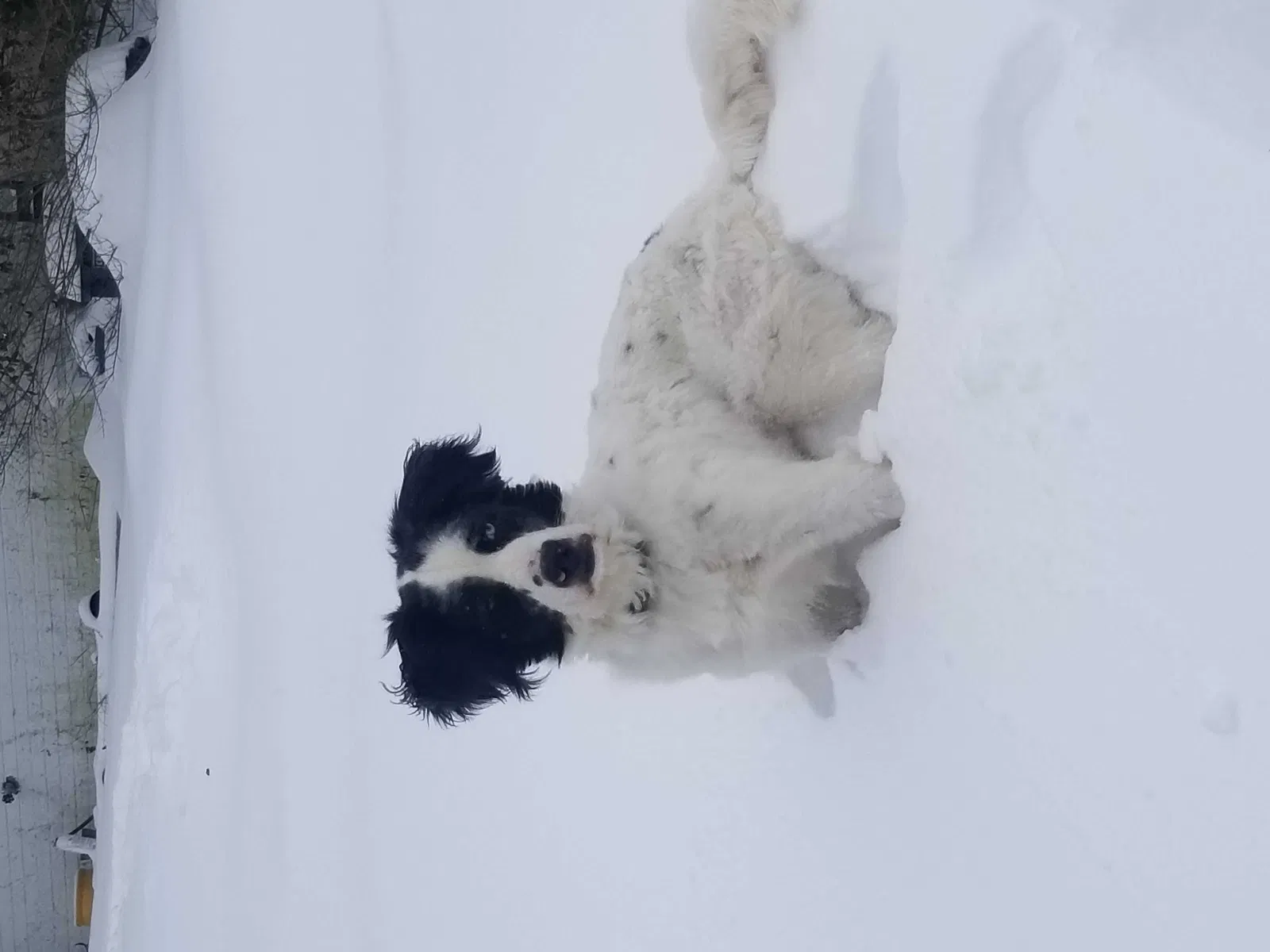 Lost dog in Vilonia, AR, 72173