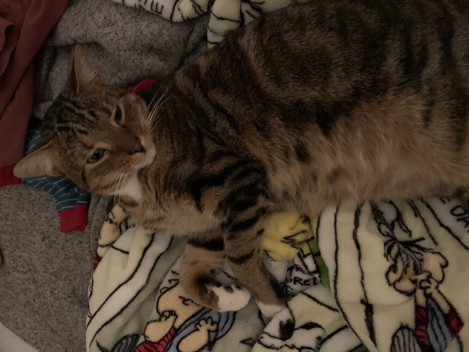 Lost cat in Alachua, FL, 32615