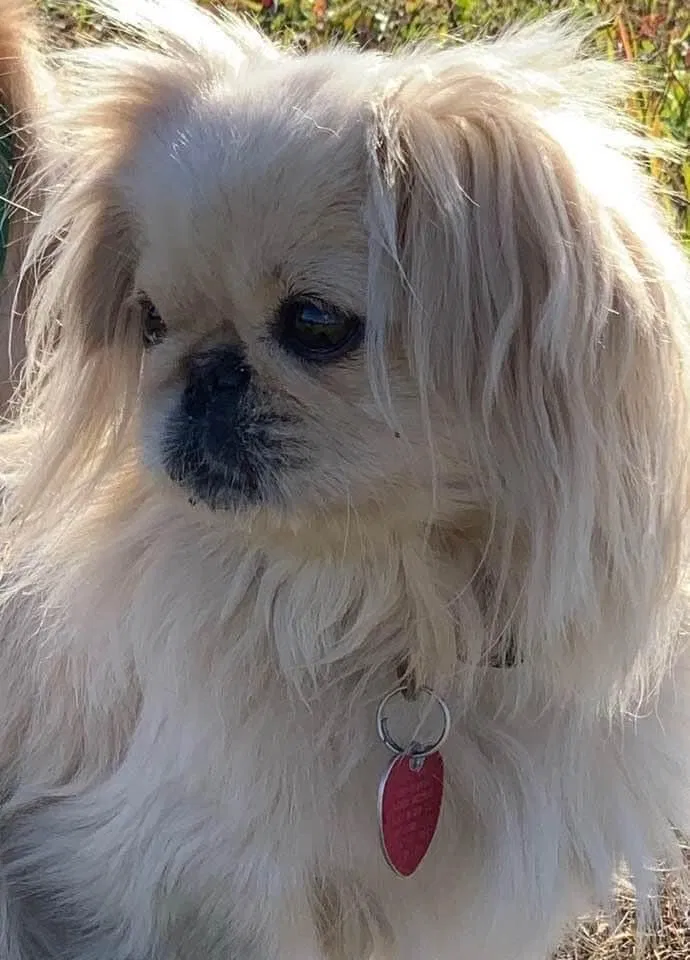 Lost dog in Albertville, AL, 35950