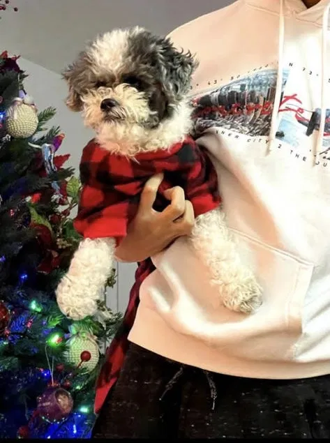 Lost dog in Bronx, NY, 10452