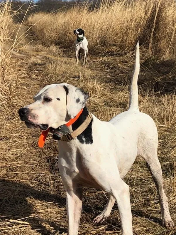 Lost dog in Frenchtown, NJ, 8825