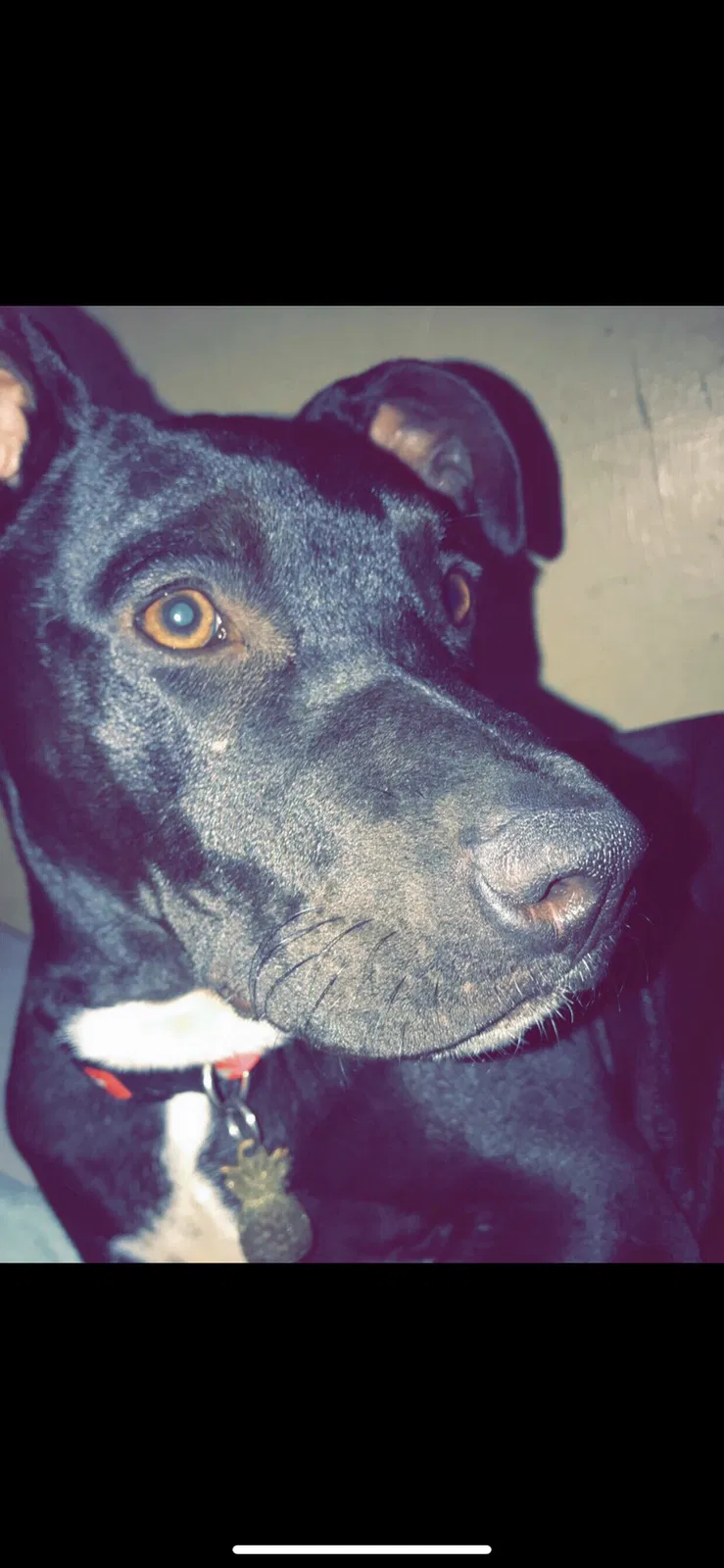 Lost dog in Pineville, LA, 71360