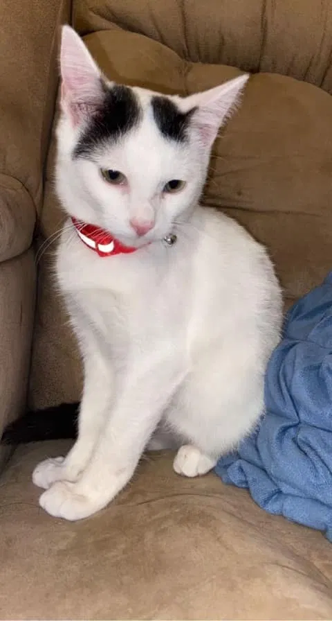 Lost cat in Little River Academy, TX, 76554