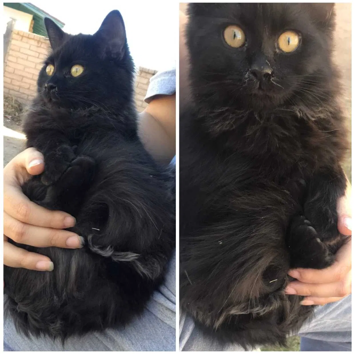 Lost cat in Mesa, AZ, 85202