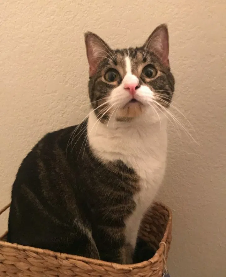 Lost cat in Tempe, AZ, 85282