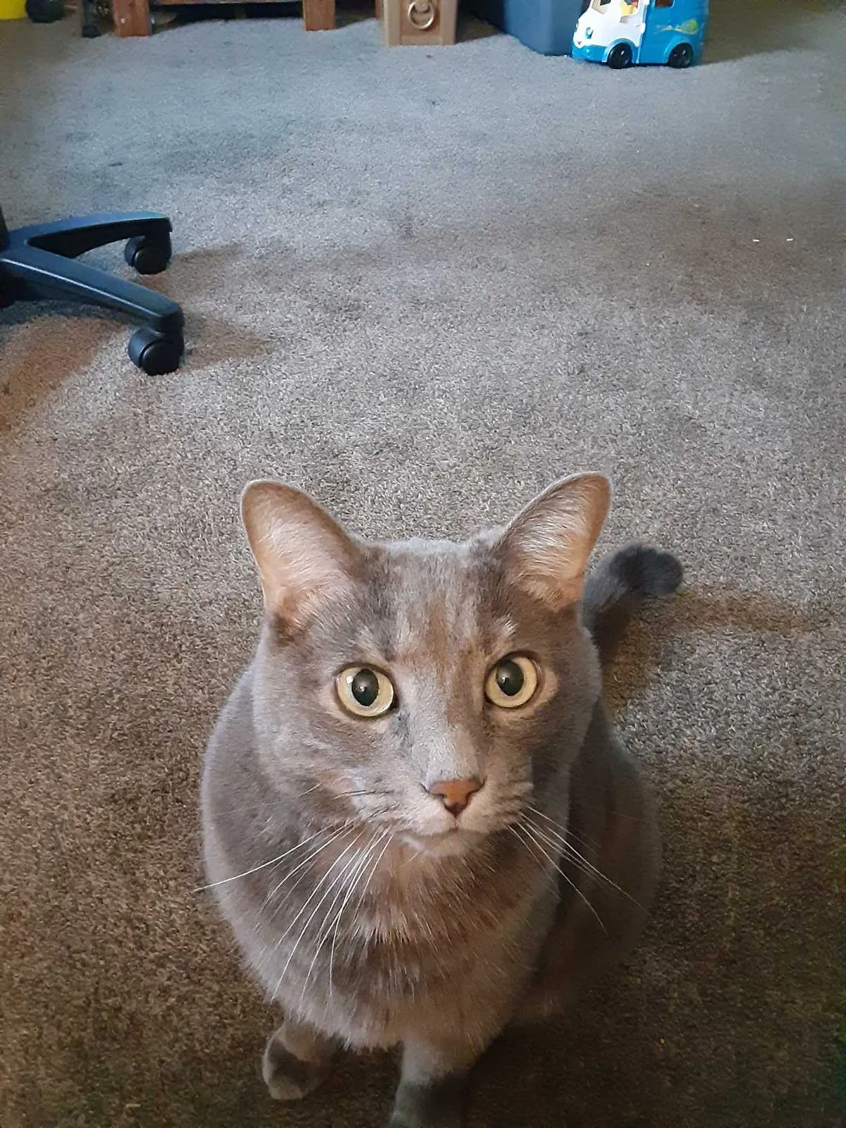 Lost cat in Newark, OH, 43055