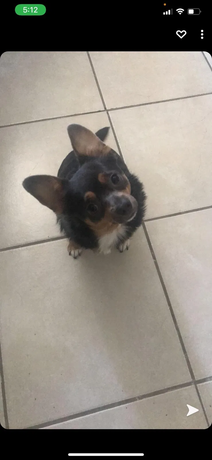 Lost dog in Stockton, CA, 95202