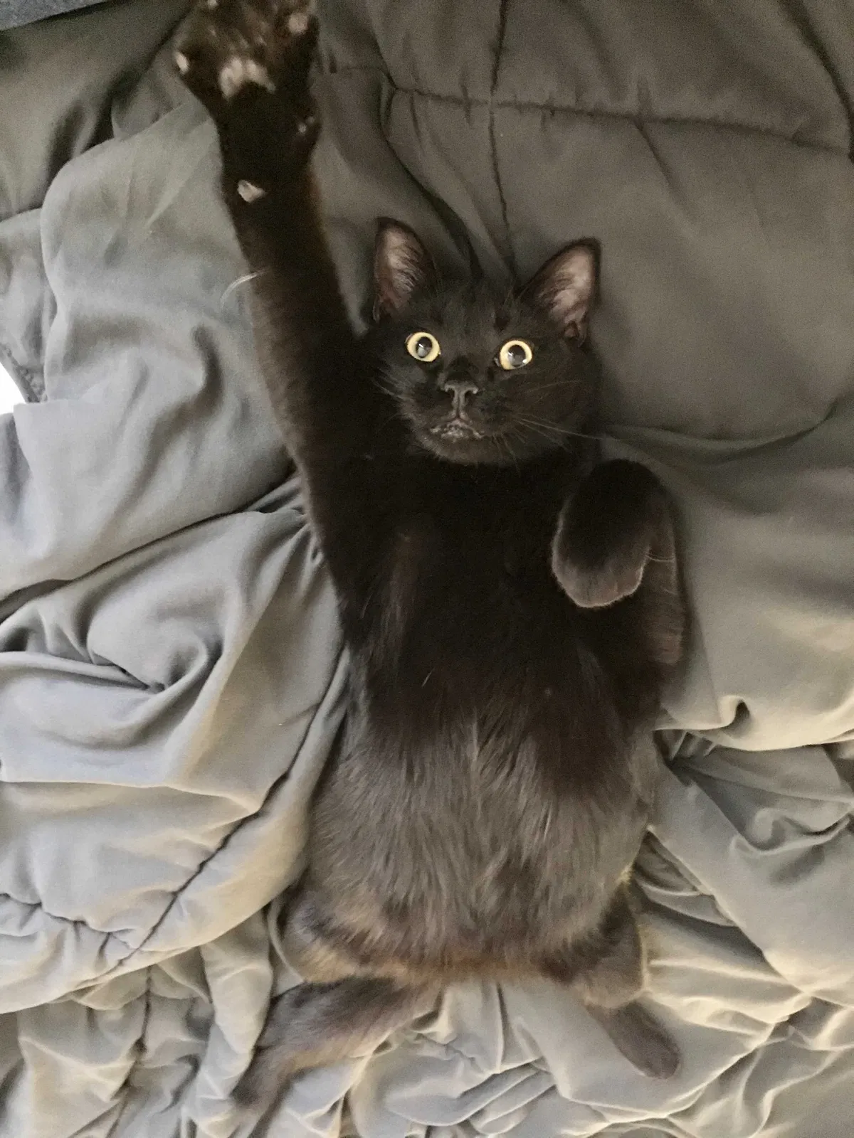 Lost cat in Kansas City, MO, 64116